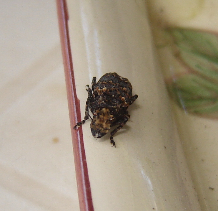 Che cos''?!? Platyrhinus resinosus (Anthribidae)